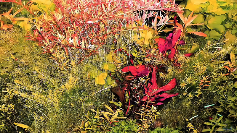 Aquarium mein kleines Amazonas Scape von odin 68 (111)