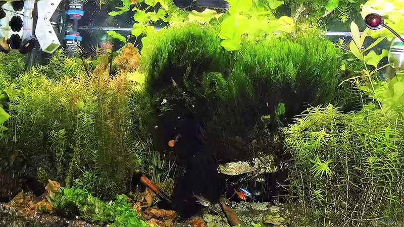 Aquarium mein kleines Amazonas Scape von odin 68 (112)