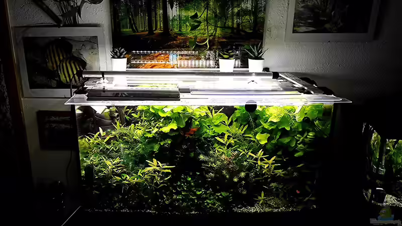 Aquarium mein kleines Amazonas Scape von odin 68 (115)