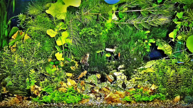 Aquarium mein kleines Amazonas Scape von odin 68 (115)