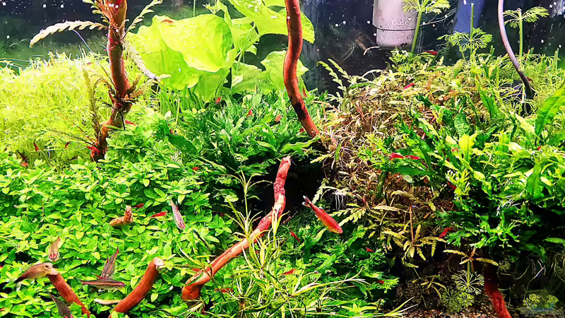 Aquarium mein kleines Amazonas Scape von odin 68 (12)