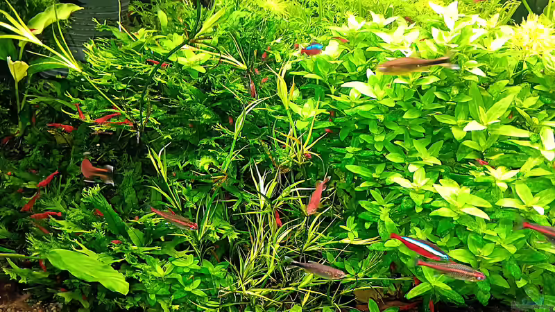 Aquarium mein kleines Amazonas Scape von odin 68 (12)