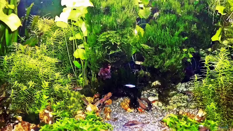 Aquarium mein kleines Amazonas Scape von odin 68 (121)