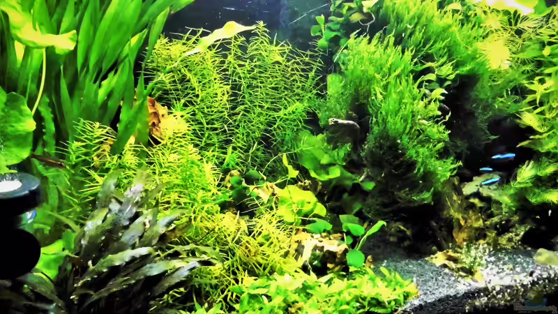 Aquarium mein kleines Amazonas Scape von odin 68 (122)