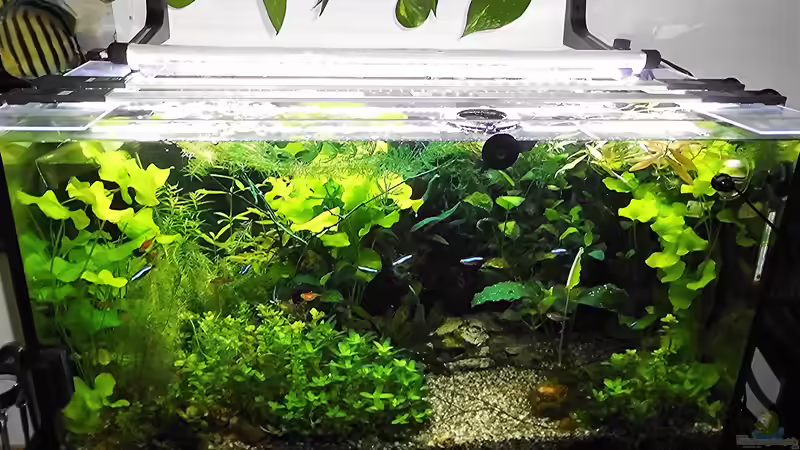 Aquarium mein kleines Amazonas Scape von odin 68 (122)