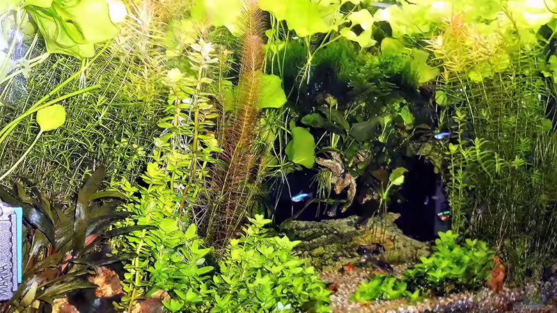 Aquarium mein kleines Amazonas Scape von odin 68 (123)