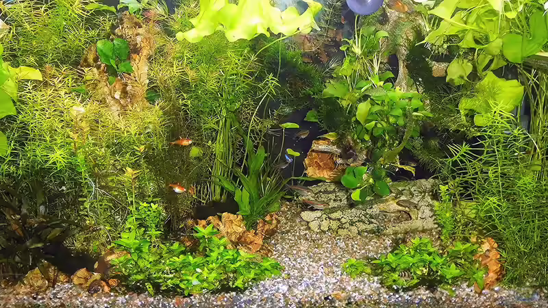 Aquarium mein kleines Amazonas Scape von odin 68 (124)