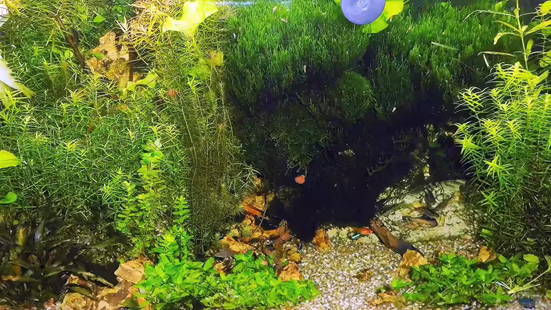 Aquarium mein kleines Amazonas Scape von odin 68 (125)