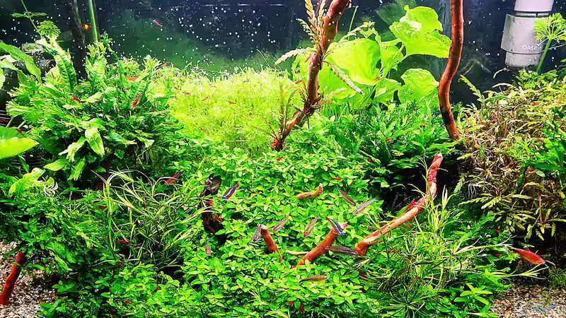 Aquarium mein kleines Amazonas Scape von odin 68 (13)