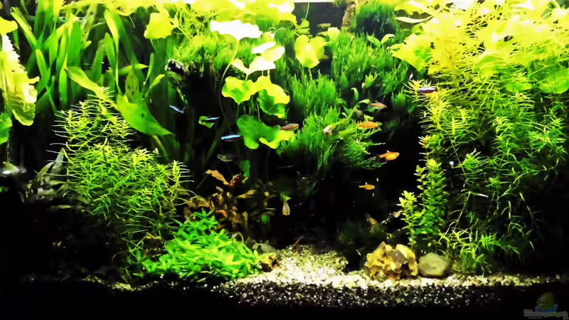 Aquarium mein kleines Amazonas Scape von odin 68 (130)