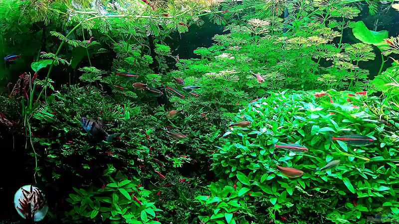 Aquarium mein kleines Amazonas Scape von odin 68 (14)