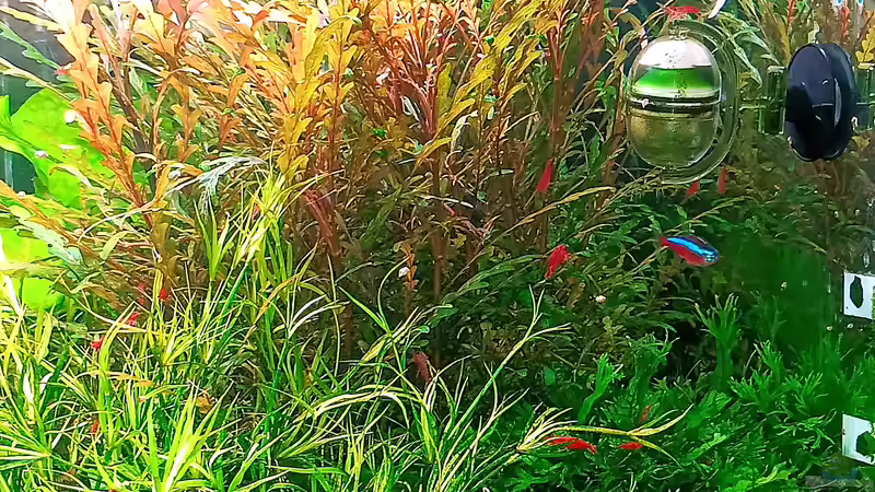 Aquarium mein kleines Amazonas Scape von odin 68 (19)