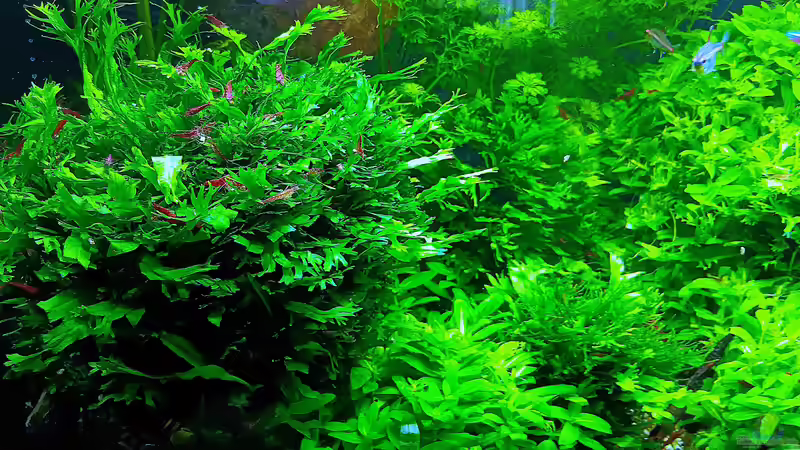 Aquarium mein kleines Amazonas Scape von odin 68 (21)