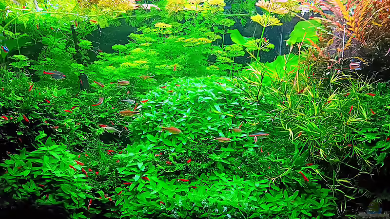 Aquarium mein kleines Amazonas Scape von odin 68 (21)