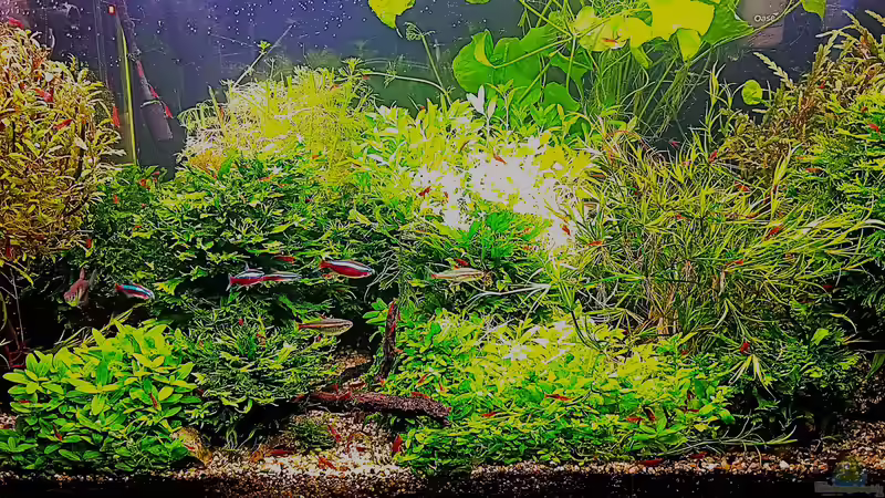 Aquarium mein kleines Amazonas Scape von odin 68 (23)
