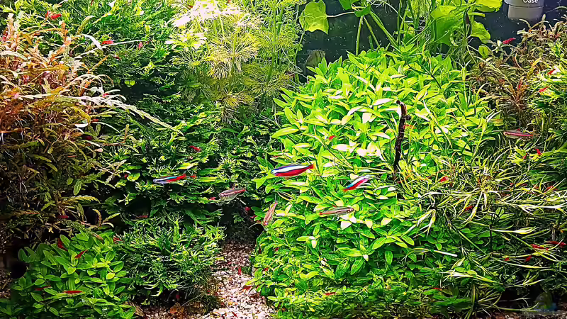 Aquarium mein kleines Amazonas Scape von odin 68 (24)