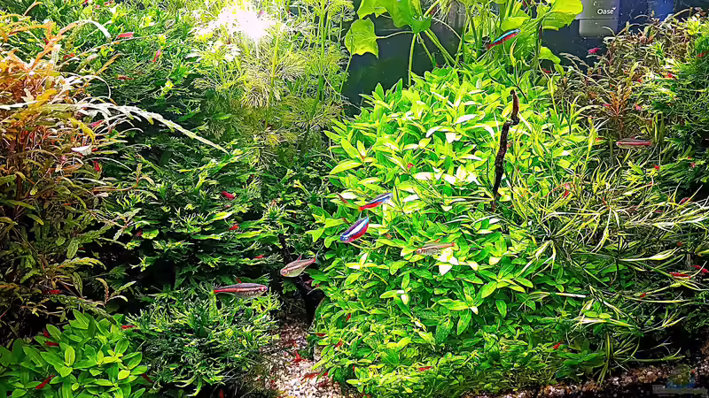 Aquarium mein kleines Amazonas Scape von odin 68 (24)