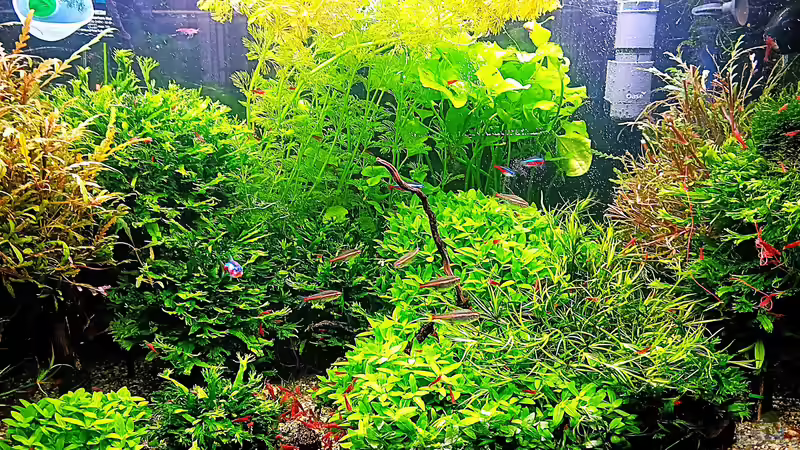 Aquarium mein kleines Amazonas Scape von odin 68 (25)