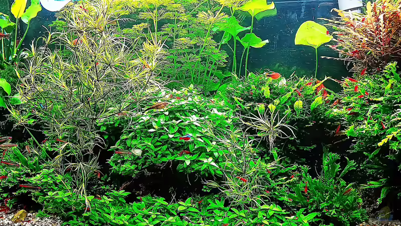 Aquarium mein kleines Amazonas Scape von odin 68 (25)