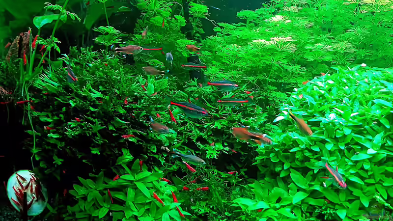 Aquarium mein kleines Amazonas Scape von odin 68 (29)