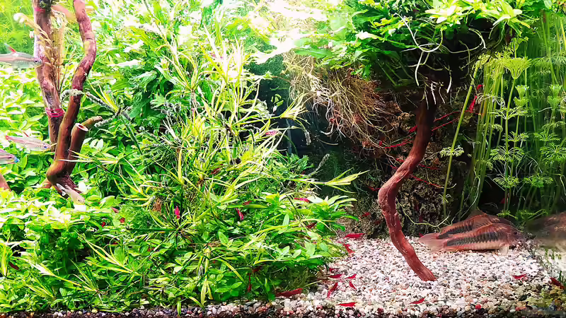Aquarium mein kleines Amazonas Scape von odin 68 (3)