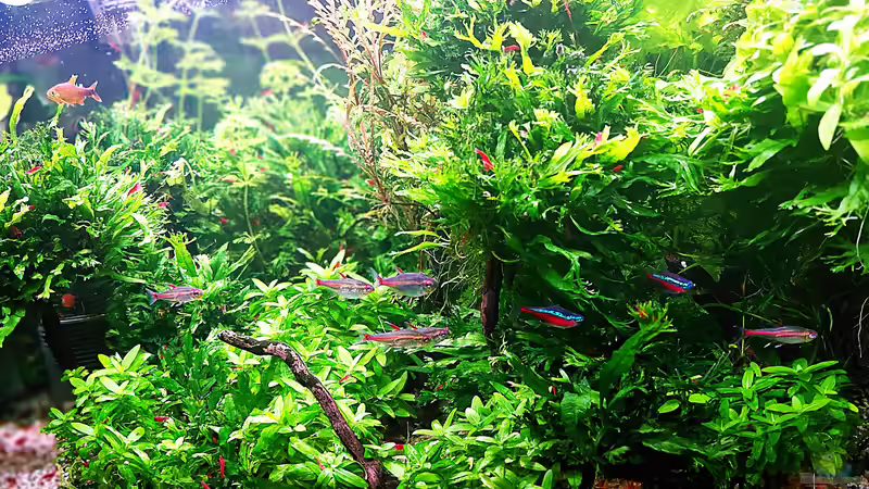 Aquarium mein kleines Amazonas Scape von odin 68 (3)