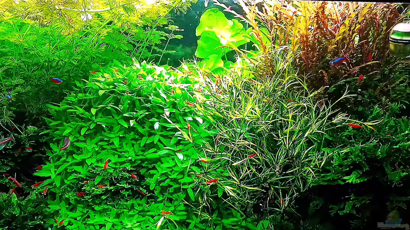 Aquarium mein kleines Amazonas Scape von odin 68 (30)