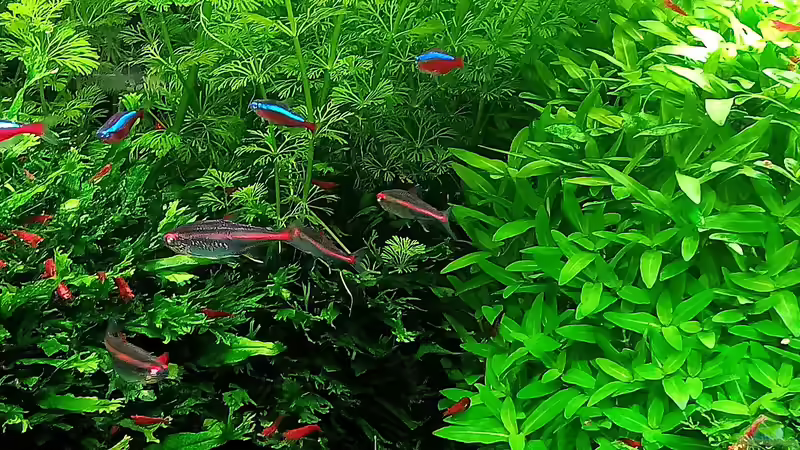 Aquarium mein kleines Amazonas Scape von odin 68 (31)