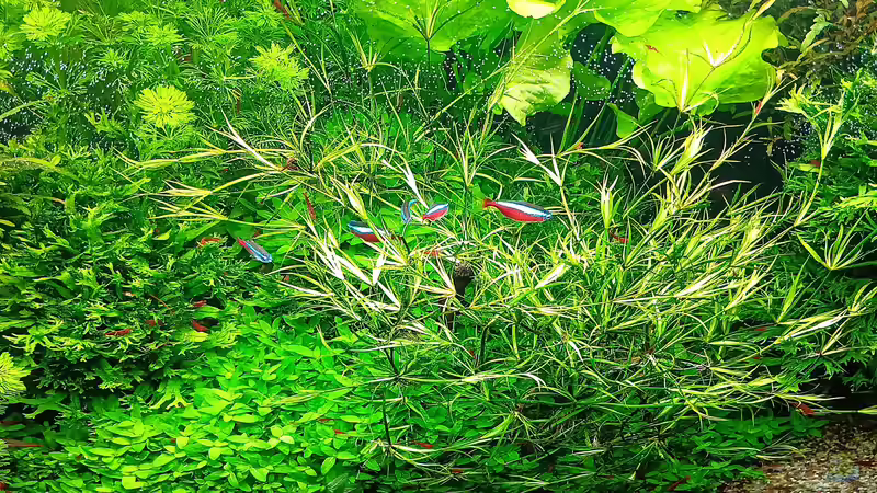 Aquarium mein kleines Amazonas Scape von odin 68 (31)