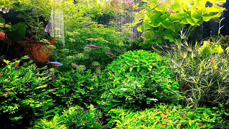 Aquarium mein kleines Amazonas Scape von odin 68 (34)