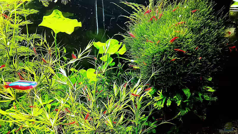 Aquarium mein kleines Amazonas Scape von odin 68 (35)
