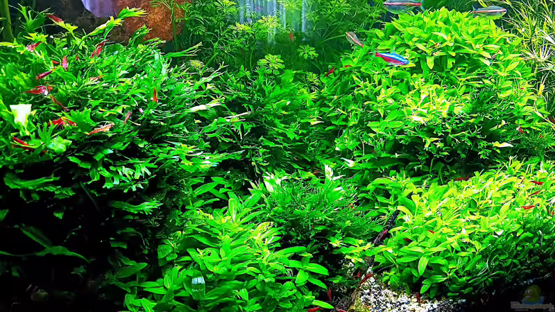 Aquarium mein kleines Amazonas Scape von odin 68 (35)