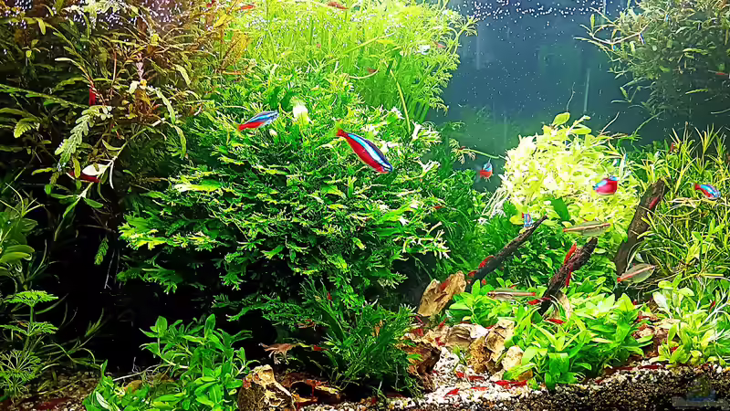 Aquarium mein kleines Amazonas Scape von odin 68 (37)