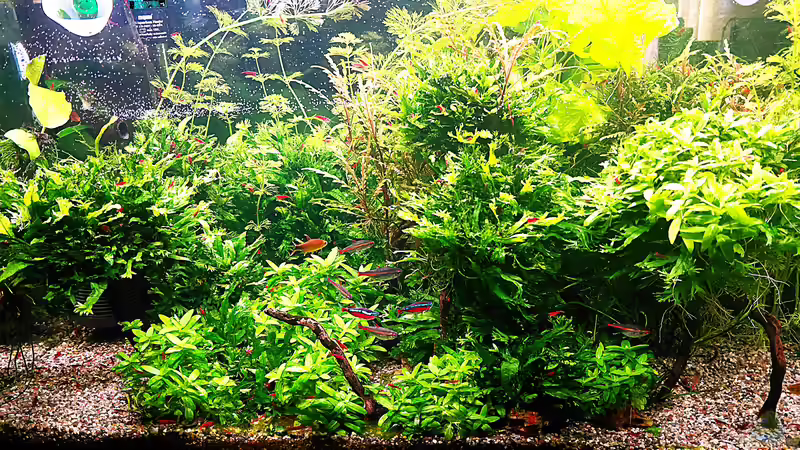 Aquarium mein kleines Amazonas Scape von odin 68 (4)