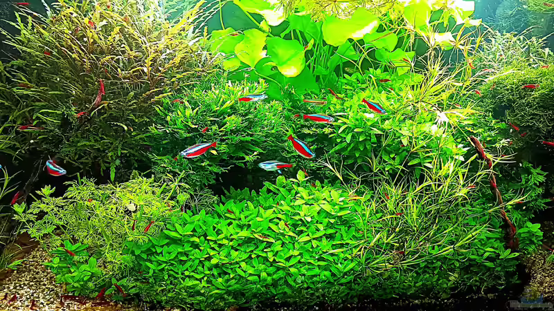Aquarium mein kleines Amazonas Scape von odin 68 (42)