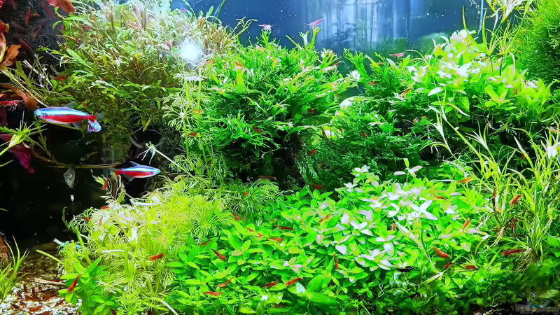Aquarium mein kleines Amazonas Scape von odin 68 (42)
