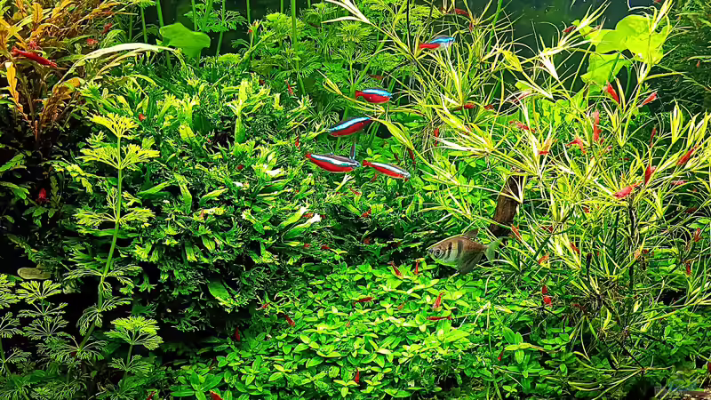 Aquarium mein kleines Amazonas Scape von odin 68 (47)