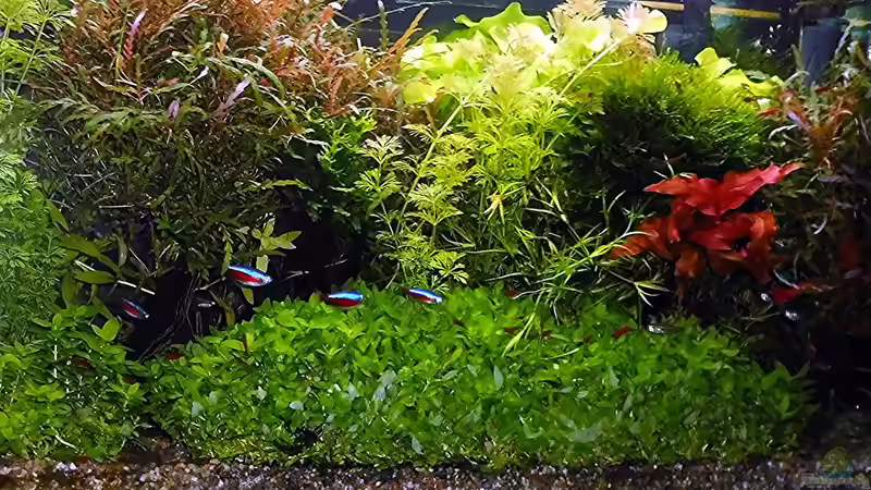 Aquarium mein kleines Amazonas Scape von odin 68 (47)