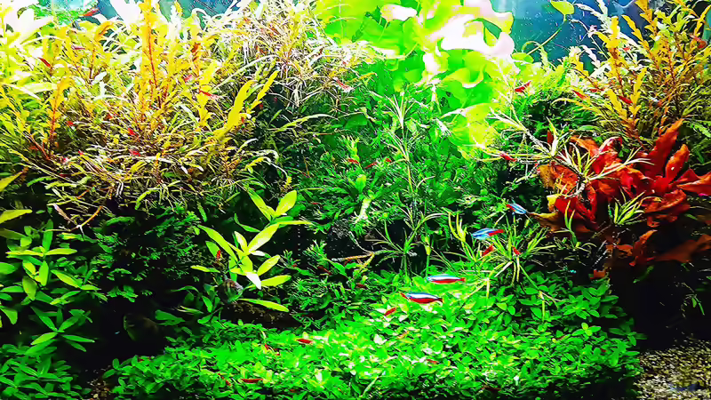 Aquarium mein kleines Amazonas Scape von odin 68 (49)