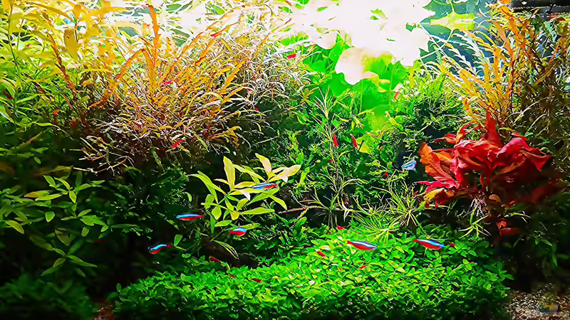 Aquarium mein kleines Amazonas Scape von odin 68 (49)