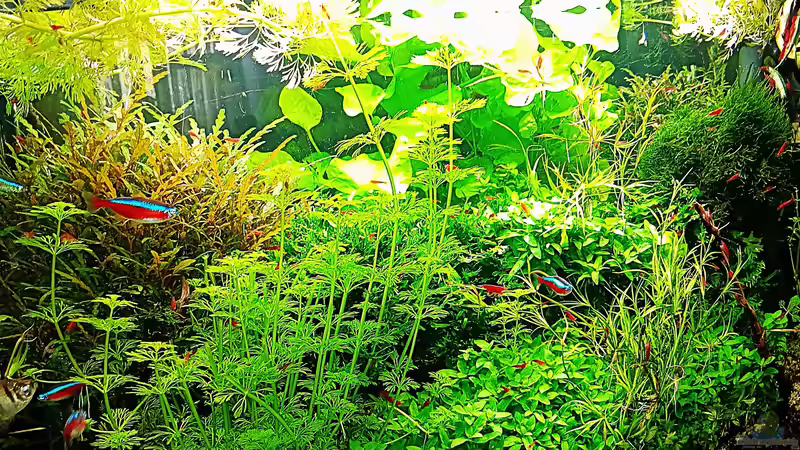 Aquarium mein kleines Amazonas Scape von odin 68 (50)
