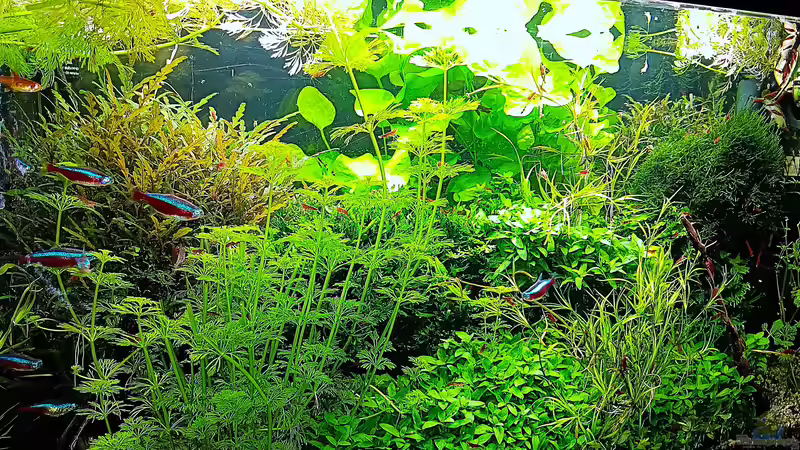 Aquarium mein kleines Amazonas Scape von odin 68 (51)