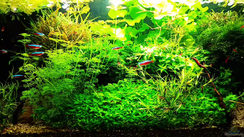 Aquarium mein kleines Amazonas Scape von odin 68 (52)