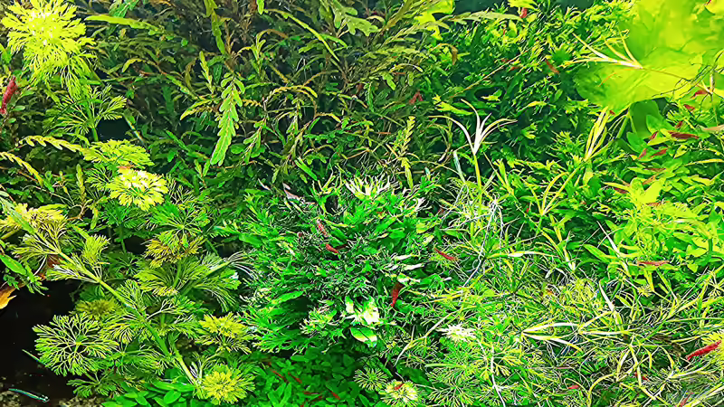 Aquarium mein kleines Amazonas Scape von odin 68 (52)