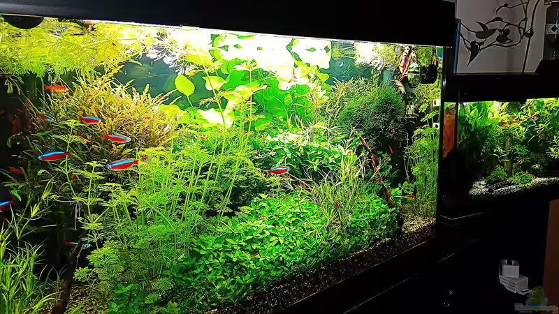 Aquarium mein kleines Amazonas Scape von odin 68 (53)