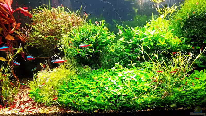 Aquarium mein kleines Amazonas Scape von odin 68 (54)