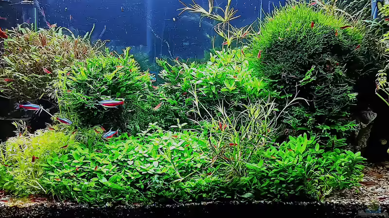Aquarium mein kleines Amazonas Scape von odin 68 (56)