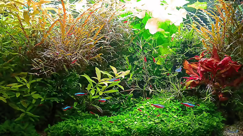 Aquarium mein kleines Amazonas Scape von odin 68 (58)