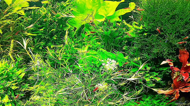 Aquarium mein kleines Amazonas Scape von odin 68 (58)