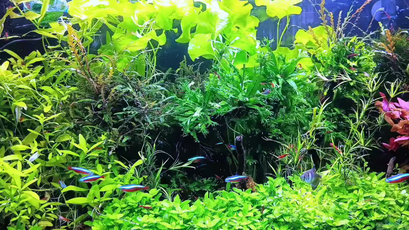 Aquarium mein kleines Amazonas Scape von odin 68 (59)